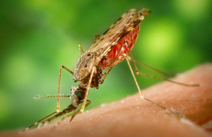 Zika Virus disease