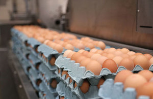 Eggs on trays