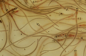 Glass eels swimming in water.