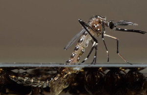 pupae of Aedes aegypti