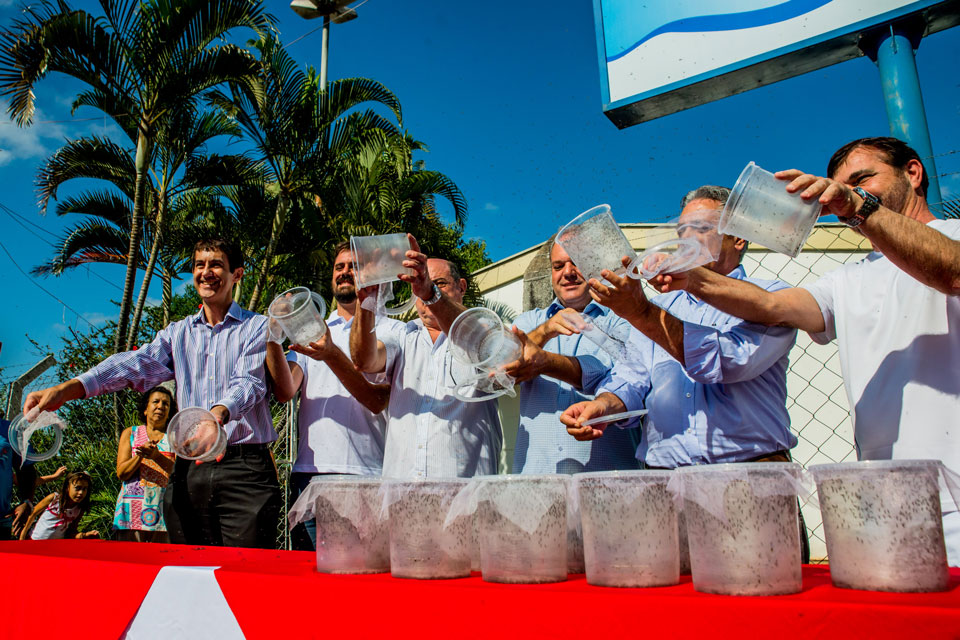 The first release of Oxitec's modified mosquito in Piracicaba, Brazil