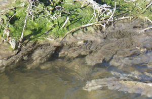 sewage fungus