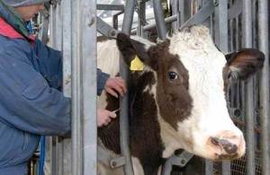 Testing cattle for bovine TB