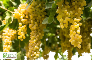 Grapes in Parwan