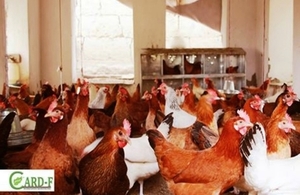 Chicken Farm