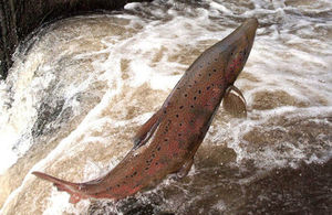Man-made obstacles to migratory fish like this leaping salmon have been removed on Dorset rivers