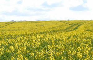 Crops in field