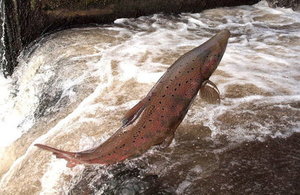 Salmon leaping