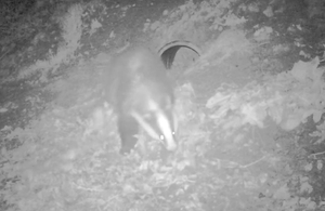 Badger outside sett