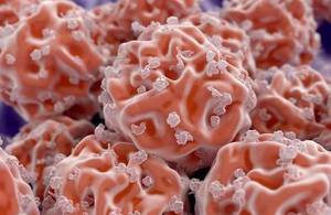 Stock photo of stem cells