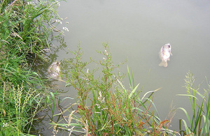 Carp mortalities from Koi herpesvirus (KHV) disease