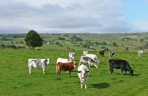 Image of cows