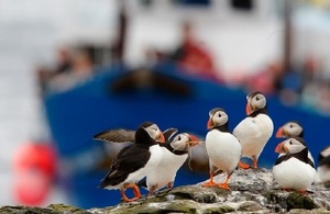 Farne island puffins with fishing boat in background