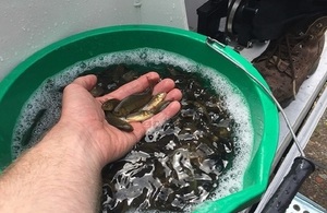 Image shows fish in the palm of a specialist's hand