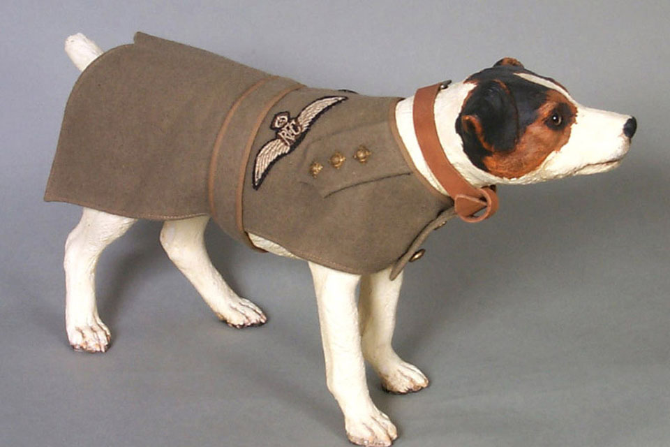 air force dog collar