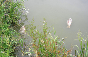 A picture of a KHV fishery mortality event
