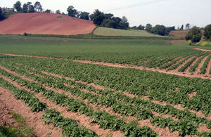 Image of field of crops