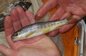 Image shows a trout found at Saltburn Gill in recent surveys