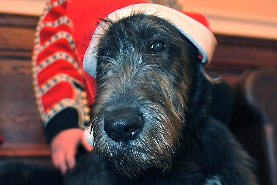 The Irish Guards' new mascot, Domhnall 