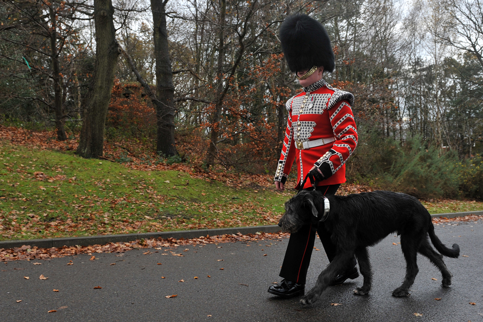 Drummer David Steed walks Domhnall