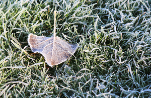 A frosty leaf on grass.