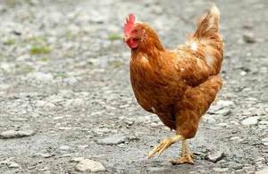 hen