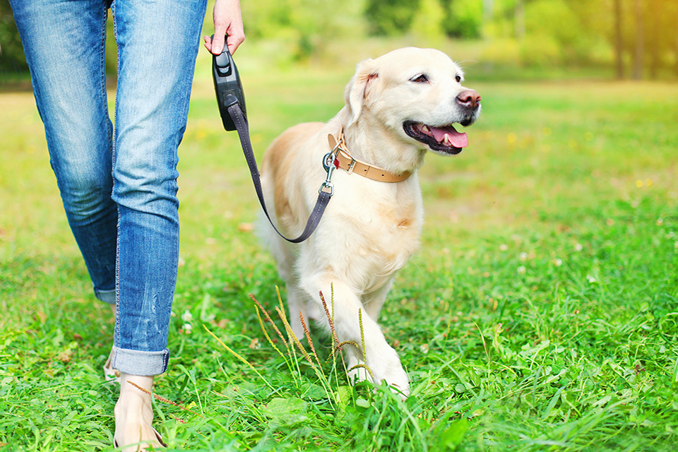 Loxicom 1.5 mg ml Oral Suspension for Dogs Product defect recall