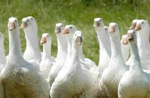 free-range geese