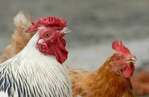 Avian influenza (bird flu) found in wild birds in England ...