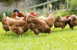s300_istock-chickens-on-a-lawn-960.jpg