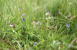 Wild flowers on Rampisham Down, Dorset