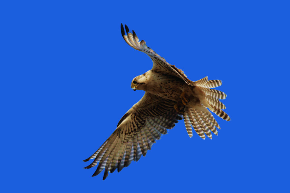 Saker falcon
