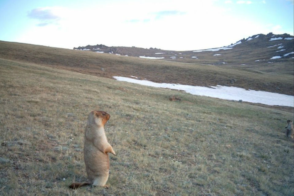 Marmot