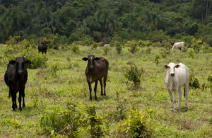 Cattle farming in South America