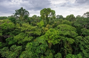 Image of the Amazon rainforest.