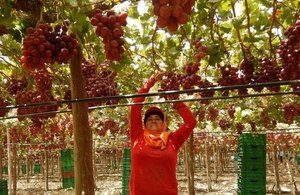 Woman picking grapes