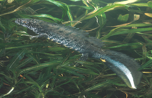 Great crested newt © Michael Hammett