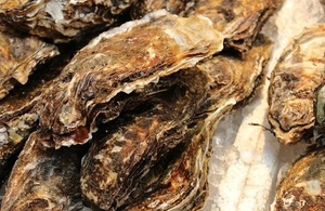 Oysters