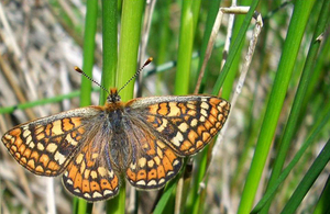 Marsh fritillary butterfly