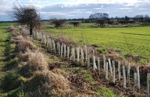 Gapped up hedgerow