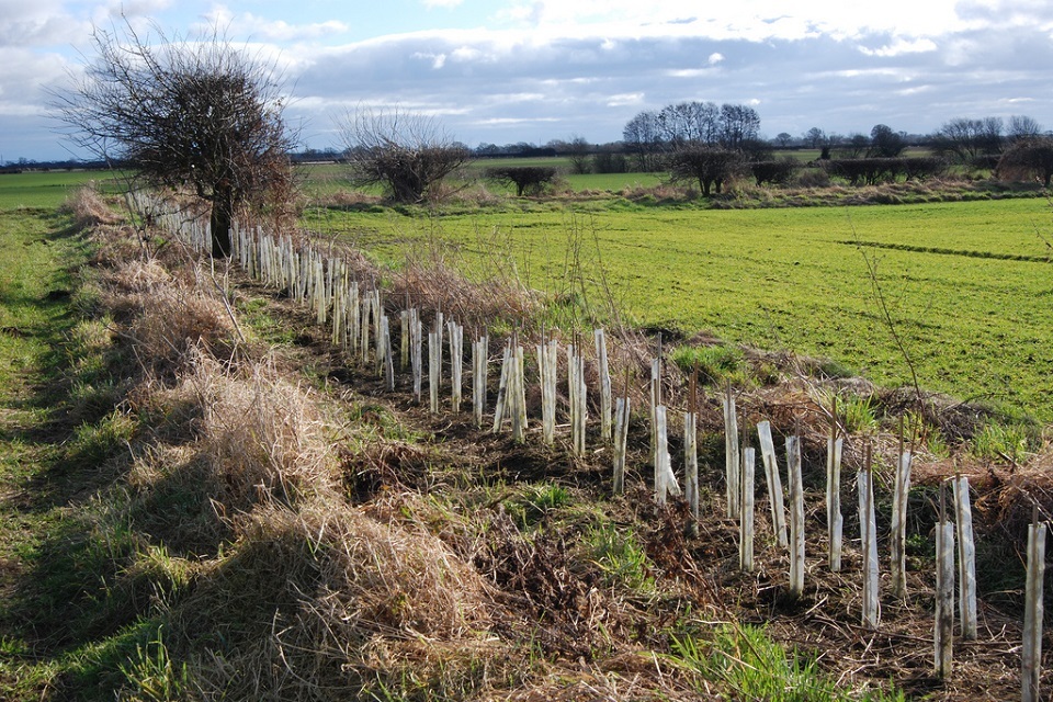Apply for hedgerows, boundaries, and woodland management plan grants