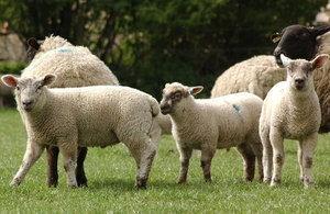 Sheep