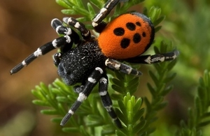 Ladybird spider © Stephen Dalton