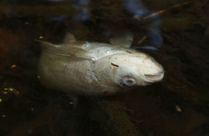 A dead fish floating upside down in the water