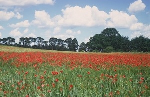 Poppies in a cornfield © Natural England/Derek Ratcliffe
