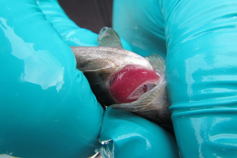 Image shows pearl mussel larvae on the sea trout's gills