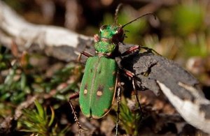 Green tiger beetle on Thursley Common National Nature Reserve © Natural England