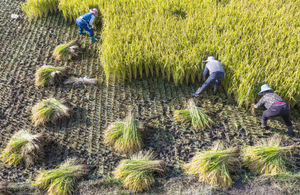 Farmers cut and thresh rice during harvest time in Xizhou Yunnan