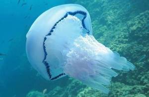 Underwater image of a Barrel jellyfish