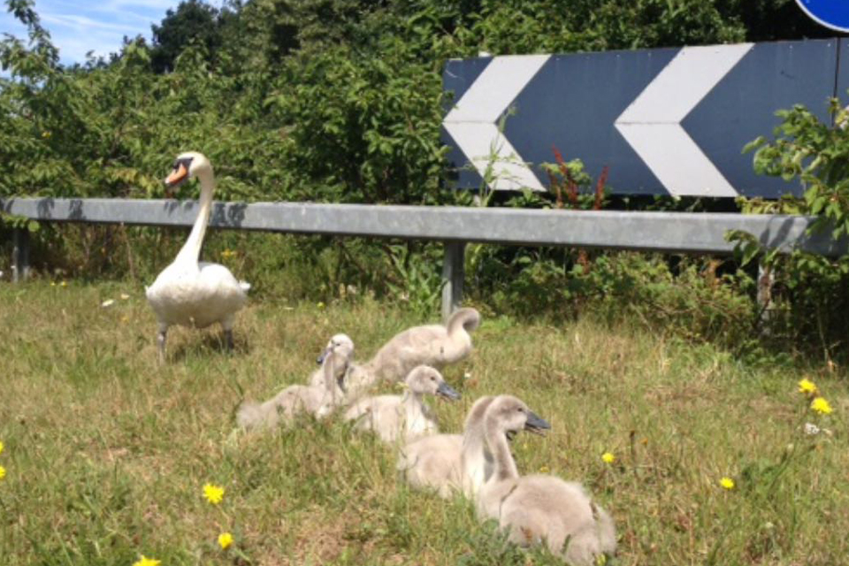 Image showing a swan and her cygnets